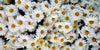 Chamomile Recutita (Matricaris) Flower Exctract