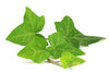 Ivy Leaf Extract