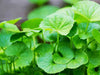 Centella Asciatica Leafr Extract