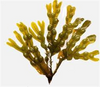 Fucus Vesiculosus Extract